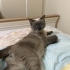 🐾 Acil Yuva Arıyoruz – Rakı 🐾 fotoğraf