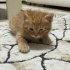 YAVRU KEDİ SARMAN ERKEK fotoğraf