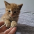 4 Haftalik Sıcacık Tüyleriyle Kalbine Dokunacak Minik Bir Bebek fotoğraf