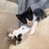 Yıkılan binada 3 yavru kedi buldum.2 dişi 1 erkek fotoğraf