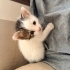 Yıkılan binada 3 yavru kedi buldum.2 dişi 1 erkek fotoğraf