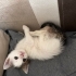 Yıkılan binada 3 yavru kedi buldum.2 dişi 1 erkek fotoğraf