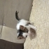 Yıkılan binada 3 yavru kedi buldum.2 dişi 1 erkek fotoğraf