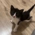 Yıkılan binada 3 yavru kedi buldum.2 dişi 1 erkek fotoğraf