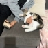 Minik Pera yuva arıyor fotoğraf