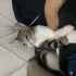 Minik Pera yuva arıyor fotoğraf