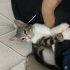Minik Pera yuva arıyor fotoğraf