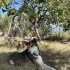 ACİİLL..!! POLİS KÖPEĞİ HUSKY..!! KISIR..!! fotoğraf