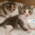 Bebeklere yuva aranıyor fotoğraf