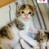 Bebeklere yuva aranıyor fotoğraf