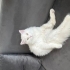 Albino Ankara Kedisi fotoğraf