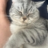 British Shorthair Yumak Yeni Yuvasını Arıyor Ücretsizdir fotoğraf