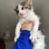 1,5 AYLIK ERKEK YAVRU fotoğraf