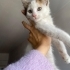 3 AYLIK DİŞİ CALİCO YAVRU KEDİ fotoğraf