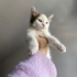 3 AYLIK DİŞİ CALİCO YAVRU KEDİ fotoğraf