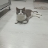 Güzel huylu kedime yuva arıyoruz fotoğraf