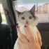 sevimli sakin yavru için yuva fotoğraf