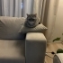 Kedimiz Maşuk'u Ücretsiz Sahiplendirmek İstiyoruz fotoğraf