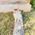 Ömürlük Ailesini Arayan 2 Aylık Yavru fotoğraf