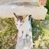 Ömürlük Ailesini Arayan 2 Aylık Yavru fotoğraf