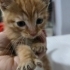 4 Haftalik Sıcacık Tüyleriyle Kalbine Dokunacak Minik Bir Bebek fotoğraf