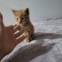 4 Haftalik Sıcacık Tüyleriyle Kalbine Dokunacak Minik Bir Bebek fotoğraf