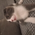 8 aylık erkek scottish fold kedimiz leo için güvenilir yuva arıyoruz fotoğraf