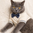Ücretsiz sahiplenme Mars British shorthair acil yuva fotoğraf
