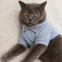 Ücretsiz sahiplenme Mars British shorthair acil yuva fotoğraf