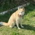 Ücretsiz sahiplenme husky fotoğraf