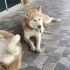Ücretsiz sahiplenme husky fotoğraf