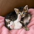 Ücretsiz sahiplenme pofidik yavru kardeşler acil yuva fotoğraf