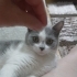 Miril miril bir can fotoğraf