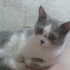 Miril miril bir can fotoğraf