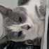 Miril miril bir can fotoğraf