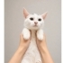 Ücretsiz sahiplenme lilli fotoğraf