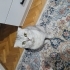 Scottish fold Ücretsiz sahiplendirme fotoğraf