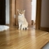 BONNIE ACİL YUVA ARIYOR fotoğraf