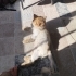 Sokağa terk edilmiş persian bebeğe ömürlük yuva arıyoruz fotoğraf