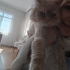 Sokağa terk edilmiş persian bebeğe ömürlük yuva arıyoruz fotoğraf