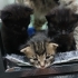 20 GÜNLÜK 3 YAVRU KEDİ - AYRI AYRI YA DA BİRLİKTE fotoğraf