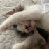 🐾 Acil yuva aranıyor! Minik kalpler sizi bekliyor… 🐾 fotoğraf