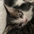 🐾 Acil yuva aranıyor! Minik kalpler sizi bekliyor… 🐾 fotoğraf