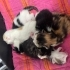 🐾 Acil yuva aranıyor! Minik kalpler sizi bekliyor… 🐾 fotoğraf