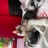 🐾 Acil yuva aranıyor! Minik kalpler sizi bekliyor… 🐾 fotoğraf