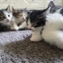 🐾 Acil yuva aranıyor! Minik kalpler sizi bekliyor… 🐾 fotoğraf