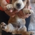 CORGIE MELEZ- 2 AYLIK- ERKEK fotoğraf