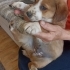 CORGIE MELEZ- 2 AYLIK- ERKEK fotoğraf
