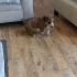 CORGIE MELEZ- 2 AYLIK- ERKEK fotoğraf