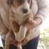 CORGIE MELEZ- 2 AYLIK- ERKEK fotoğraf